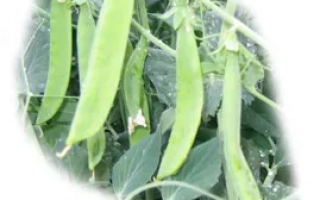Свежие зеленые стручки гороха на стебле - Вада