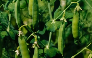 Зелені стручки гороху на гілках рослини - Бельмондо