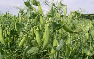 Полевая культура гороха на стадии роста - Чекбек