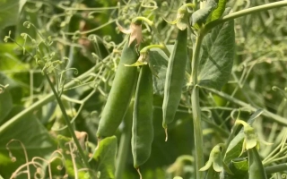 Свіжі зелені стручки гороху на рослині - ДОНСЬКИЙ КОРМОВИЙ
