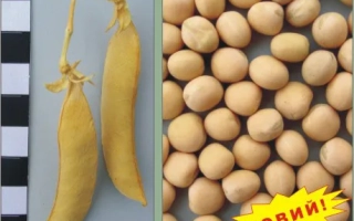 Горох в стручках и зернах с надписью «НОВЫЙ!» - Глянс