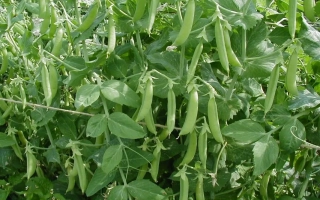 Харьковский 302