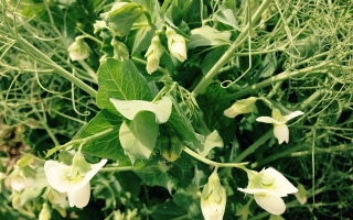 Харьковский 74