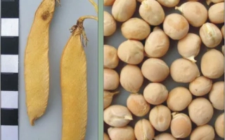 Сухие стручки гороха и зерно гороха на фоне - ХАРЬКОВСКИЙ ЭТАЛОННЫЙ