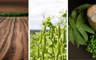 Харьковский 317