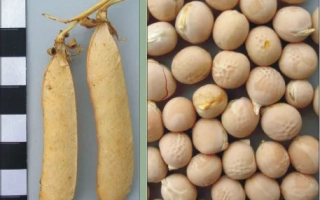 Сухие стручки гороха и зерно на фоне эталонной шкалы - Камертон