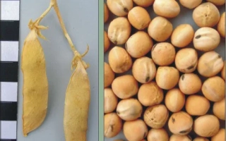 Сухие стручки гороха и зерно гороха на фоне - Модус