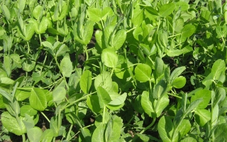 Полева культура горох - НОВОСИБІРЕЦЬ