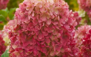 Краса Лесково