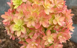 Мечта Лесково