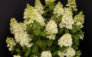 Стрела Амура