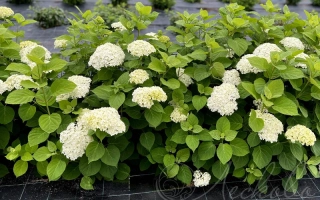 Туманы Лесково