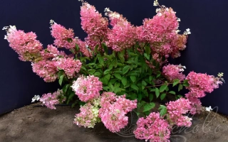 Заря Лесково