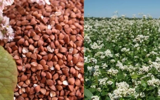 Поле гречихи с цветущими растениями и крупным планом гречневых зерен - БОЛЬШЕВИК 4