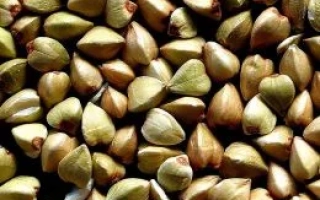 Гречка Чишминская на фото