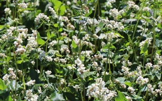 Поле гречихи в цвету - Диана