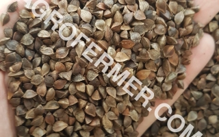 Лилея (Перлына)