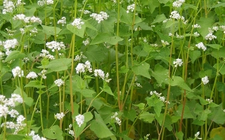 Поле с цветущей гречихой - Нектарница