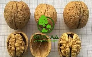 Бит харьковский