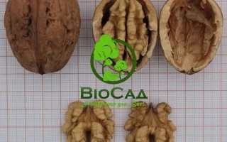 Боришкивецкий 1