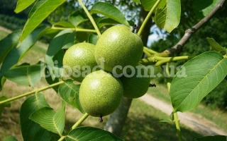 Буковинский 1