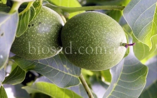 Буковинский 2 (8804524)