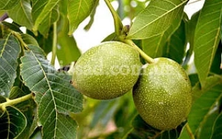 Клишковский