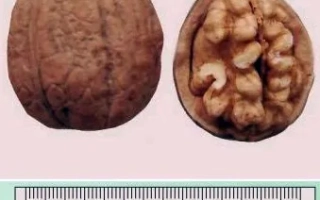 Коржеуцкий