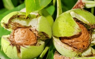 Лисичанський