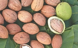 Памяти Гоморова