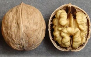 Грецкий орех в скорлупе и половинка с ядром на сером фоне - Песчанский