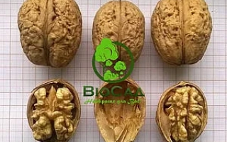 Прикарпатский / Прикарпатський