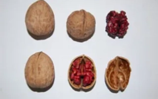 Пурпуровый