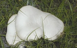 Белый степной