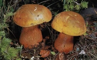 Два гриба Дубовик (Boletus) на лесной подстилке