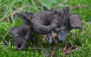 Грибы Лисичка серая на зеленой траве