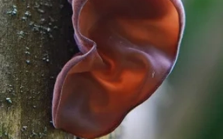 Муэр древесное ухо / Иудине ухо