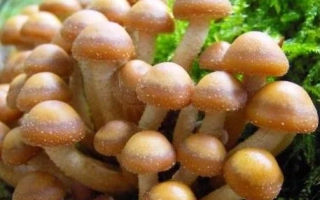 Опёнок летний