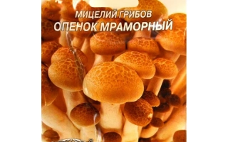 Опенок мраморный