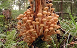 Опёнок осенний