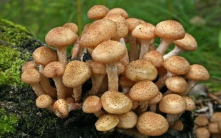 Опёнок зимний