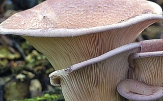 Паннус уховидный