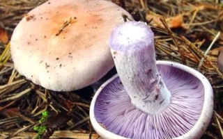 Рядовка фиолетовая