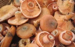 Свежие рыжики на деревянной подложке - Рыжик настоящий