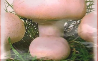 Шампиньон белоснежный