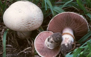 Шампиньон двуспоровый