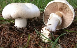 Шампиньон крупноплодный