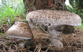 шампиньон «Паровой»