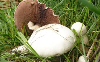 Шампиньон Полевой