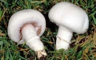 Шампиньон садовый